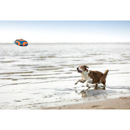 Chuckit Whistle Flight Frisbee Hundespielzeug blau-orange mit Pfeife Durchmesser 23 cm – Bild 1 von 10