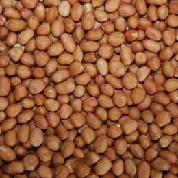 Produktbild von Classic Bird Erdnusskerne Light Skin Snack für Wildvögel 25 kg - 25 kg
