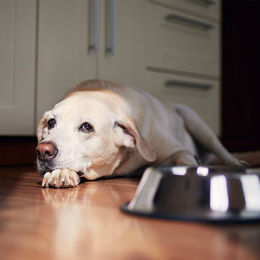 CME Gastro Dog Vitalpilzmischung Pulver zur Unterstützung von Magen und Darm für Hunde 150 g - 150 g – Bild 1 von 5
