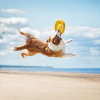 Produktbild von CME Muscle Dog Vitalpilzmischung zur Unterstützung des Muskelaufbaus für Hunde und Katzen 150 g - 150 g