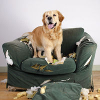 Produktbild von CME Stressless Dog Vitalpilzmischung zur Beruhigung für Hunde 150 g - 150 g