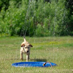 CoolPets Hunde Wasserspielzeug Splash Pool Water Sprinkler Blau aus Kunststoff mit 100 cm Durchmesser – Bild 1 von 6