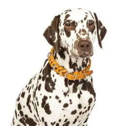 CopcoPet Hundehalsband aus Leder für kleine Hunde in Braun oder Orange mit Dornschließe Größe S – Bild 1 von 13