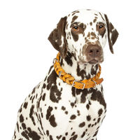 Produktbild von CopcoPet Hundehalsband aus Leder für kleine Hunde in Braun oder Orange mit Dornschließe Größe S