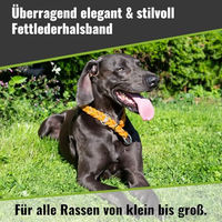 Produktbild von CopcoPet Hundehalsband Erziehungshalsband aus Leder Grün 25–30 cm x 15 mm für kleine Hunde