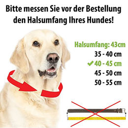 CopcoPet Hundehalsband Heidi aus Leder in Schwarz für kleine Hunde 25-30 cm x 20 mm – Bild 1 von 3