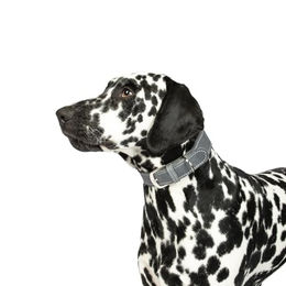 CopcoPet Hundehalsband Zoe aus Leder Grau Verstellbar 30-35cm – Bild 1 von 2