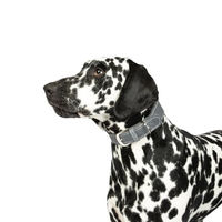 Produktbild von CopcoPet Hundehalsband Zoe aus Leder Grau Verstellbar 30-35cm