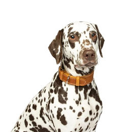 CopcoPet Hundehalsband Zoe aus Leder in Braun für kleine Hunde mit Messingbeschlägen – Bild 1 von 6