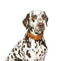 Produktbild von CopcoPet Hundehalsband Zoe aus Leder in Braun für kleine Hunde mit Messingbeschlägen