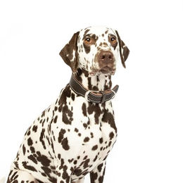 CopcoPet Hundehalsband Zoe aus Leder in Braun mit Messingbeschlägen für kleine und mittelgroße Hunde 30-35cm – Bild 1 von 3