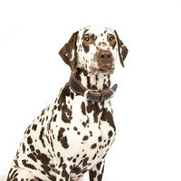 Produktbild von CopcoPet Hundehalsband Zoe aus Leder in Braun mit Messingbeschlägen für kleine und mittelgroße Hunde 30-35cm