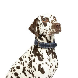 CopcoPet Hundehalsband Zoe aus Leder in Marineblau mit Messingbeschlägen für kleine und mittelgroße Hunde 25-30cm – Bild 1 von 3