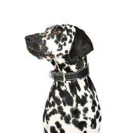 CopcoPet Hundehalsband Zoe aus Leder in Schwarz mit verchromten Beschlägen für kleine und mittelgroße Hunde 30-35cm – Bild 1 von 3