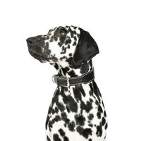 Produktbild von CopcoPet Hundehalsband Zoe aus Leder in Schwarz mit verchromten Beschlägen für kleine und mittelgroße Hunde 30-35cm