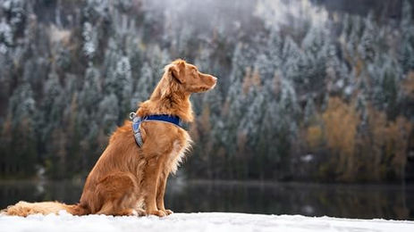 Coralpina Cinquetorri Hundegeschirr für kleine bis mittelgroße Hunde atmungsaktiv und weich Dunkelschwarz Größe 6 – Bild 1 von 5