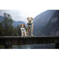 Produktbild von Coralpina Cinquetorri Hundegeschirr Mini Türkis Größe XS
