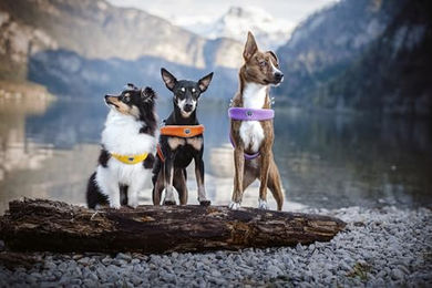 Produktbild von Coralpina Cinquetorri Hundegeschirr Schwarz Größe XS