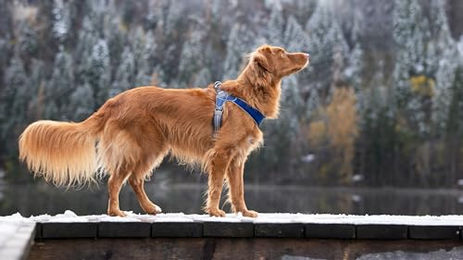 Coralpina Cinquetorri Hundegeschirr verstellbar atmungsaktiv Dunkelschwarz Größe 7 – Bild 1 von 2