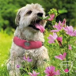 Produktbild von Coralpina Fiames Hundegeschirr verstellbar für mittelgroße bis große Hunde in Neonrosa