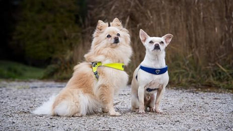 Coralpina Hundegeschirr Cinquetorri für kleine bis mittelgroße Hunde atmungsaktiv und weich in Türkis Größe 5 – Bild 1 von 2