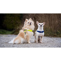 Produktbild von Coralpina Hundegeschirr Cinquetorri für kleine bis mittelgroße Hunde atmungsaktiv und weich in Türkis Größe 5