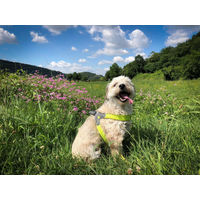Produktbild von Coralpina Hundegeschirr Cinquetorri verstellbar Neongelb Mini