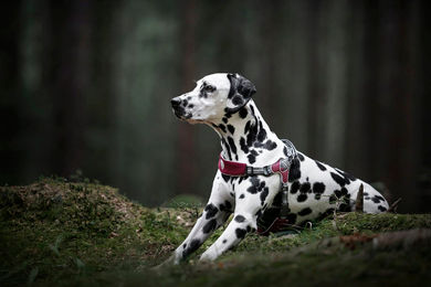 Coralpina Hundegeschirr Fiames Neongelb – Bild 1 von 2