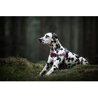 Produktbild von Coralpina Hundegeschirr Fiames Neongelb