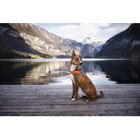 Produktbild von Coralpina Hundegeschirr für Welpen Mini aus Polyester in Blau Größe XS