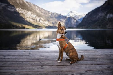 Produktbild von Coralpina Hundegeschirr für Welpen und Hunde aus Airmesh in Schwarz Größe XS