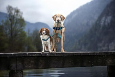 Coralpina Hundegeschirr für Welpen und kleine Hunde aus Polyester in Rot Größe S – Bild 1 von 2