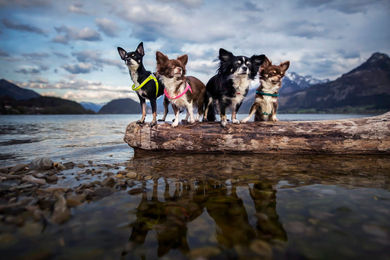 Produktbild von Coralpina Hundegeschirr Mini Neongelb XS für Welpen
