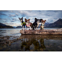 Produktbild von Coralpina Hundegeschirr Mini Neongelb XS für Welpen
