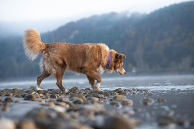 Coralpina Hundehalsband aus Stoff mit reflektierenden Kanten und Kunststoff-Karabiner Dunkelblau Größe 6 – Bild 1 von 2