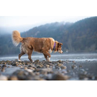 Produktbild von Coralpina Hundehalsband aus Stoff mit reflektierenden Kanten und Kunststoff-Karabiner Dunkelblau Größe 6