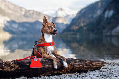 Produktbild von Coralpina Hundekotbeutelspender Cinquetorri Grau
