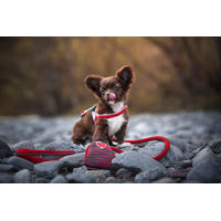Produktbild von Coralpina Hundekotbeutelspender Powermix Blau meliert