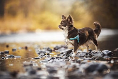 Produktbild von Coralpina Mini Hundegeschirr atmungsaktiv in Türkis Größe 1