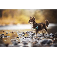 Produktbild von Coralpina Mini Hundegeschirr atmungsaktiv in Türkis Größe 1