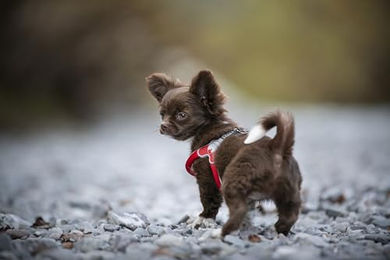Produktbild von Coralpina Mini Hundegeschirr für kleine Hunde in Schwarz Größe XXS