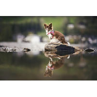 Produktbild von Coralpina Mini Hundegeschirr weich und atmungsaktiv Weinrot Größe XXS