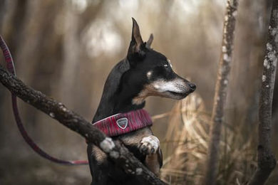 Coralpina Powermix Hundegeschirr für kleine bis mittelgroße Hunde Rosa Melange Größe 8 – Bild 1 von 2