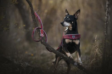 Produktbild von Coralpina Powermix Hundegeschirr für kleine bis mittelgroße Hunde Rot Melange Größe 8