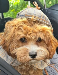 Corimori Detektiv-Mantel für Hunde und Katzen in Braun Größe M aus Polyester – Bild 1 von 3