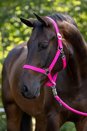 Covalliero Halfter Hippo Pink für Fohlen – Bild 1 von 2