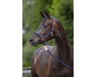 Covalliero Pferd Halfter Classy Navy mit Roségold Größe Full – Bild 1 von 6