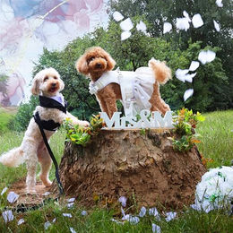 Produktbild von Croci Ceremony Bride Hundegeschirr mit Tüllrock und Damastmuster in Weiß Größe XS