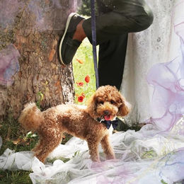 Croci Ceremony Hundeleine aus Nylon in Blau mit Metallhaken 150 x 2 cm - 150 cm – Bild 1 von 2