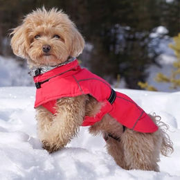 Croci Hiking K2 Winterjacke für Hunde wasserdicht und winddicht Fuchsia Größe 35 cm – Bild 1 von 2